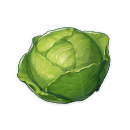 cabbage